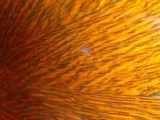 Victor Wood Horn in Oak